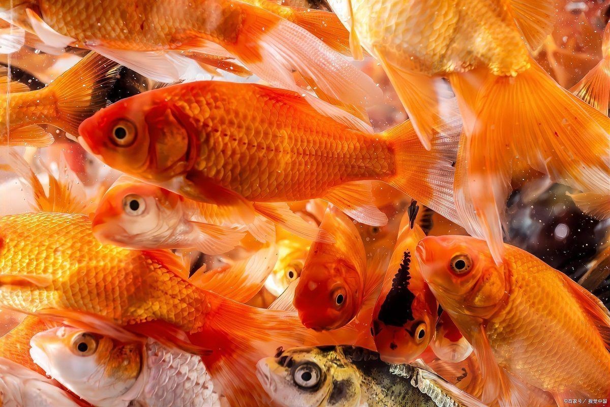 容易打理的冷水觀賞魚(yú)【10種冷水魚(yú)扔缸里就能活，不加熱棒還耐折騰寵寵生物志】