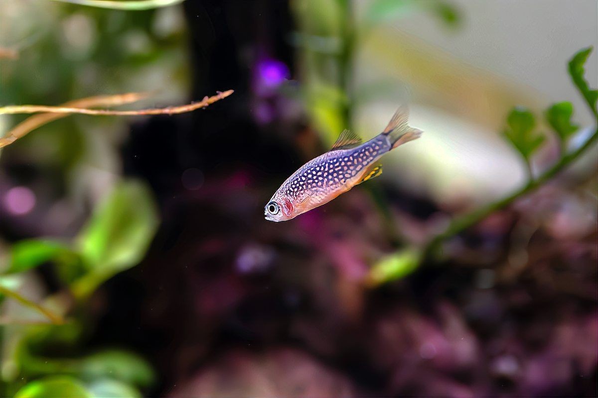 容易打理的冷水觀賞魚(yú)【10種冷水魚(yú)扔缸里就能活，不加熱棒還耐折騰寵寵生物志】