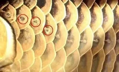 龍魚珠鱗片圖解【如何區分金龍魚品質】