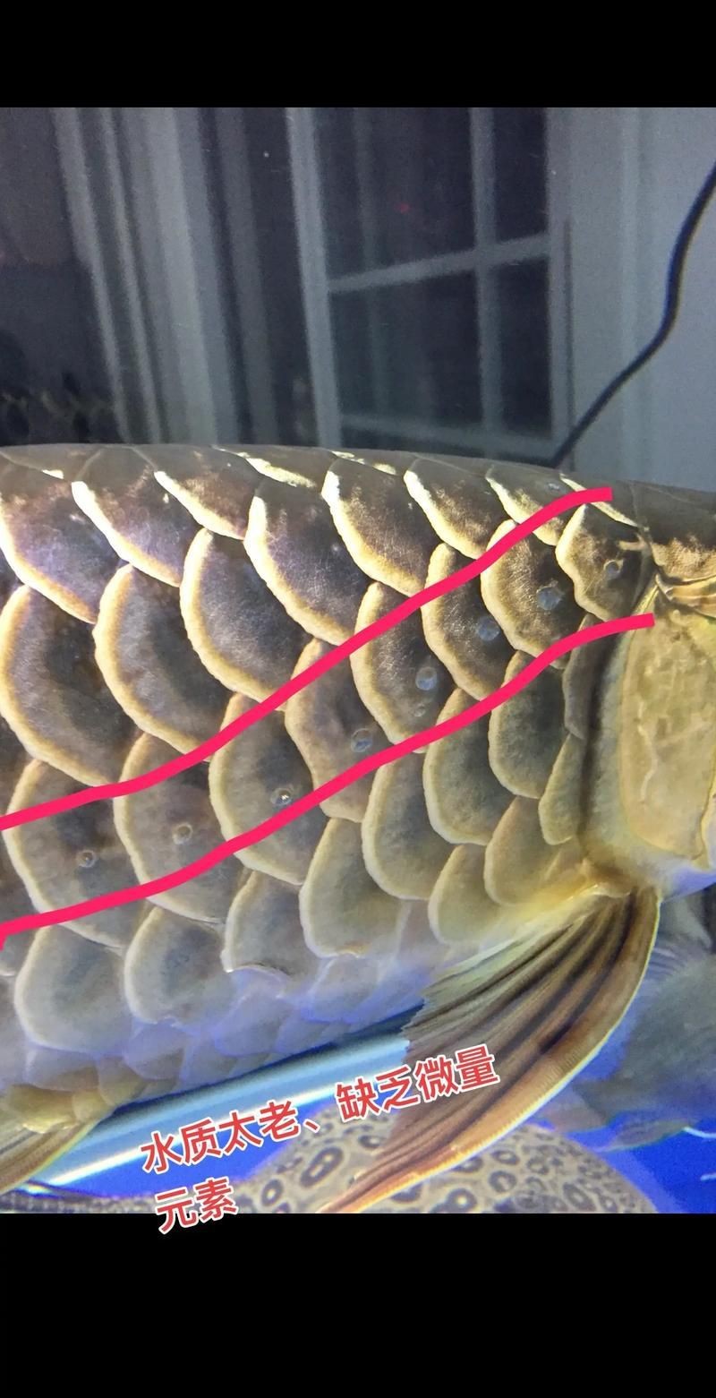 龍魚珠鱗片圖解【如何區分金龍魚品質】