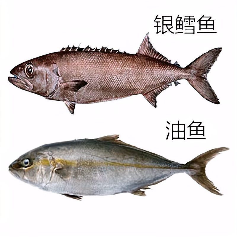 客廳放魚缸好，還是假山流水好，客廳擺放流水擺件好還是假山流水好，客廳擺放流水擺件好嗎