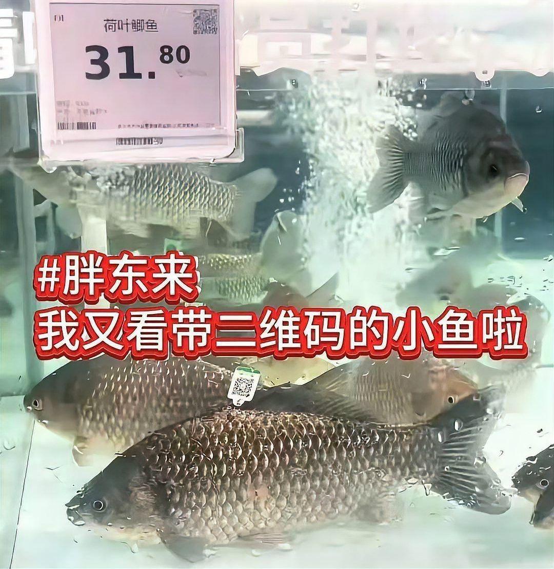 鯽魚一條一般多少元【2025鯽魚多少錢一斤復禾健康鯽魚多少錢一斤】