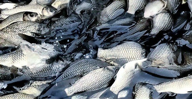 鯽魚一條一般多少元【2025鯽魚多少錢一斤復禾健康鯽魚多少錢一斤】