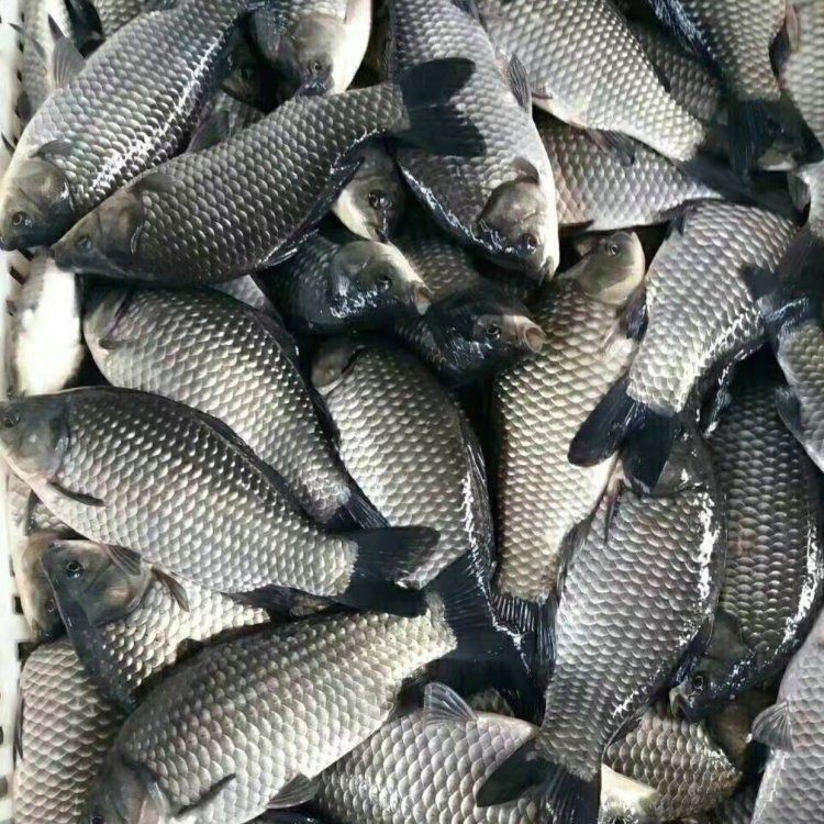 仙恬安龍魚場有哪些種類？，仙恬安龍魚場有哪些知名品種仙恬安龍魚場品種對比表 仙恬安龍魚場有哪些種類？，仙恬安龍魚場有哪些知名品種仙恬安龍魚場品種對比表 龍魚百科 第1張