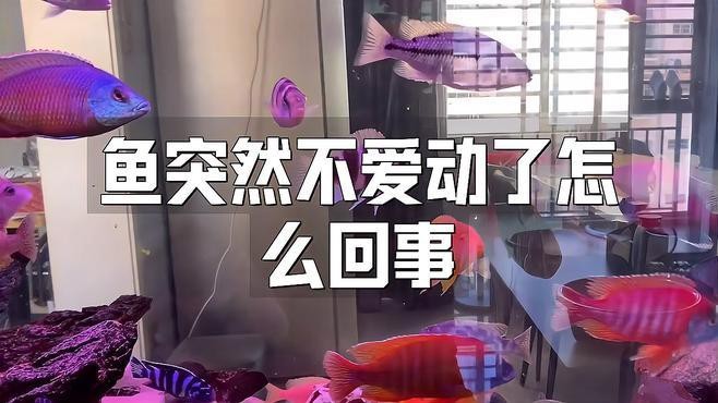 紅龍魚不愛游動最簡單三個原因【龍魚不愛游動可能有三個簡單原因，其一其一，】