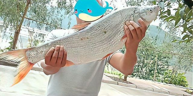 紅尾魚最大的有幾斤【紅尾魚的體型大小因種類、生長環境等因素存在差異】