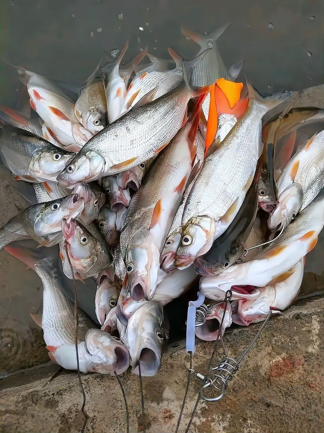紅尾魚最大的有幾斤【紅尾魚的體型大小因種類、生長環境等因素存在差異】