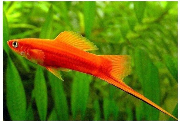 紅箭魚配什么雜交最好【紅箭魚在雜交方面有多種選擇與月光魚雜交較為常見】