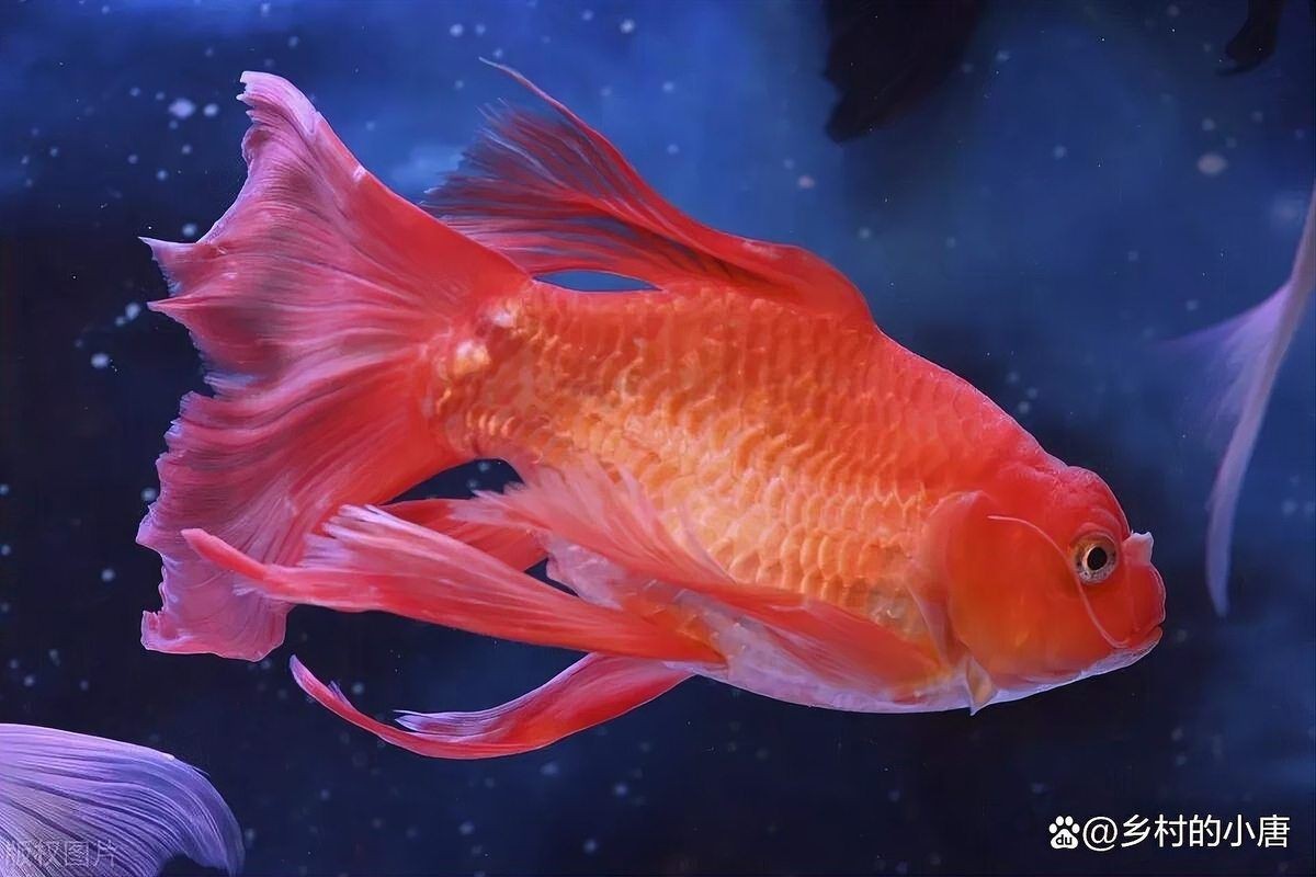 蝴蝶鯉魚糧排名前十名【2025年蝴蝶鯉魚糧排名前十名】