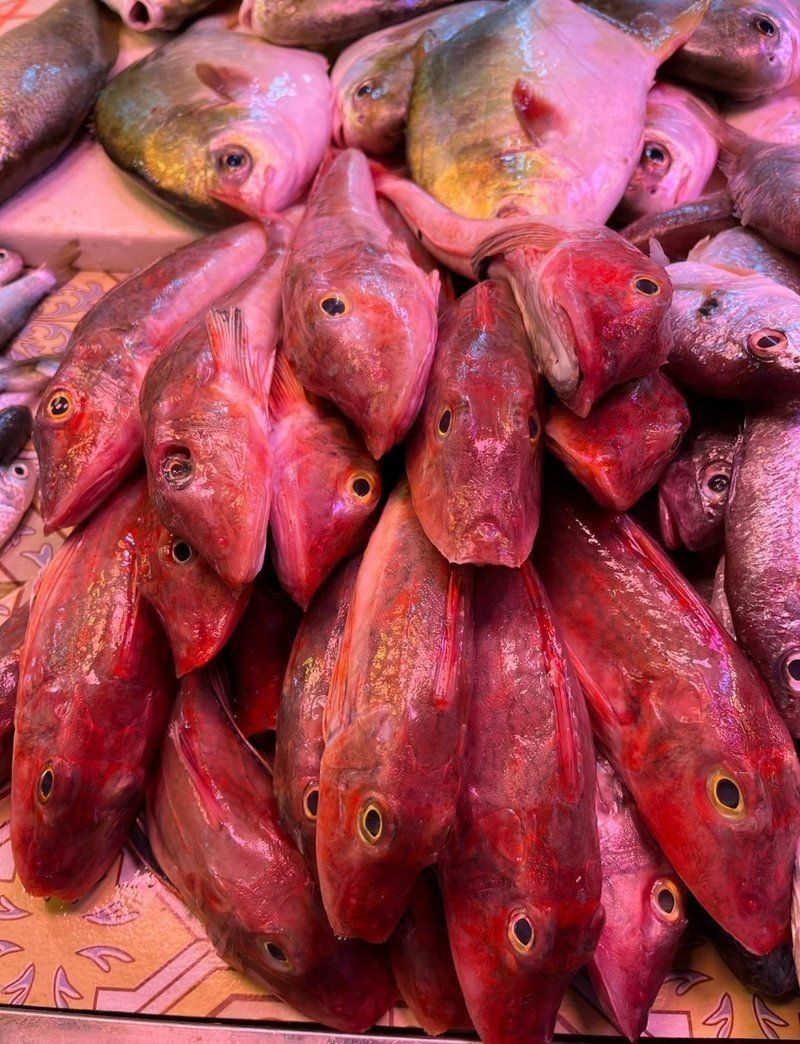 紅娘魚紅頭魚是深海魚嗎【紅娘魚和紅頭魚并非嚴格意義上的深海魚】