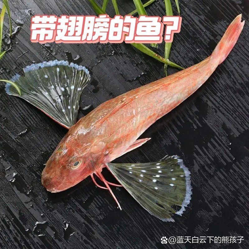 紅娘魚紅頭魚是深海魚嗎【紅娘魚和紅頭魚并非嚴格意義上的深海魚】
