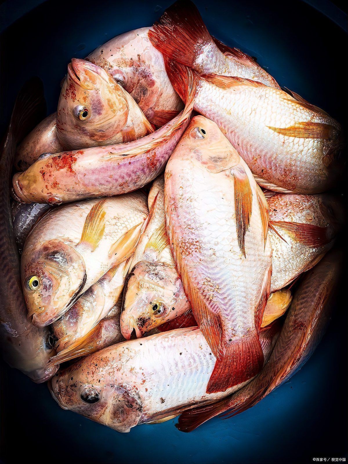 紅娘魚紅頭魚是深海魚嗎【紅娘魚和紅頭魚并非嚴格意義上的深海魚】