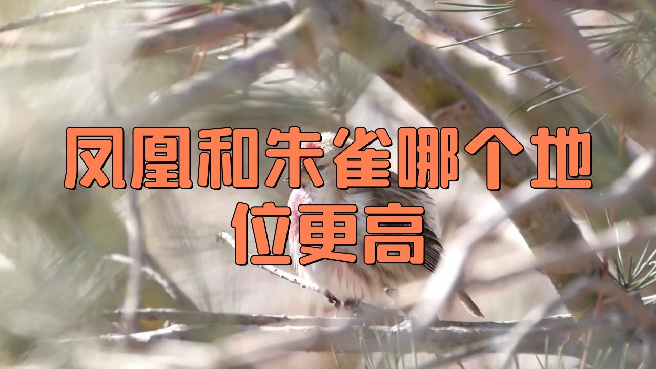 鳳凰和朱雀誰更高貴【鳳凰與朱雀哪個地位更高】
