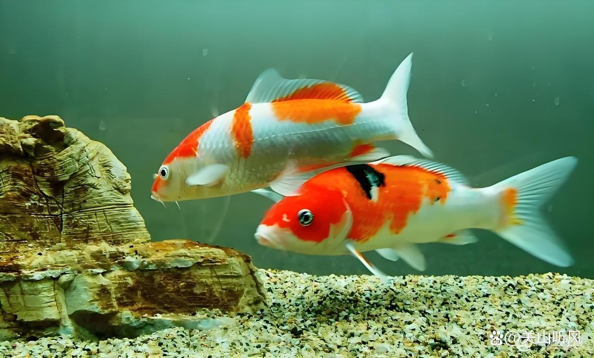 錦鯉與龍魚誰有靈性【錦鯉與龍魚的區別】