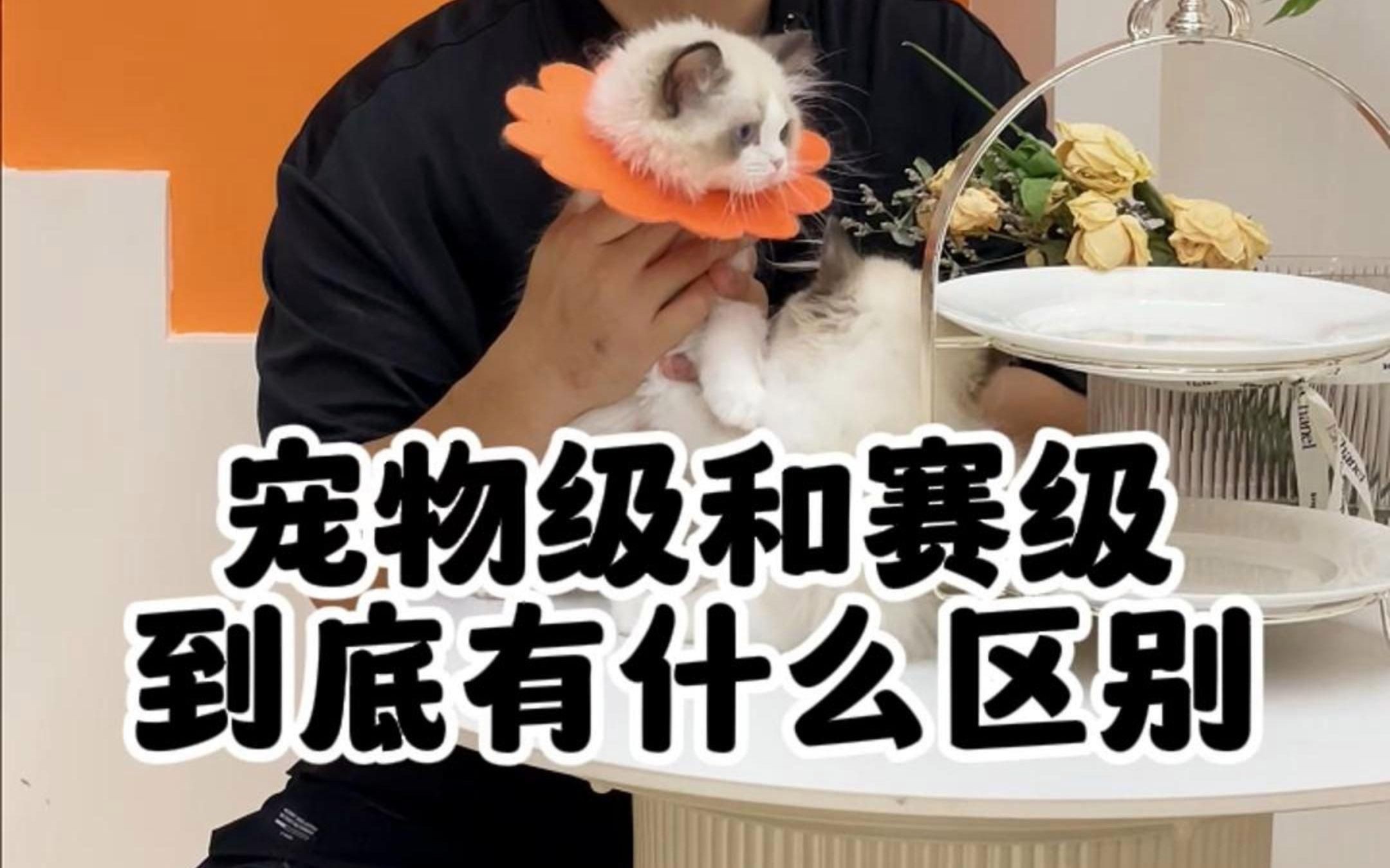 賽級貓與普通貓的區別【賽級貓與普通貓有什么不同】