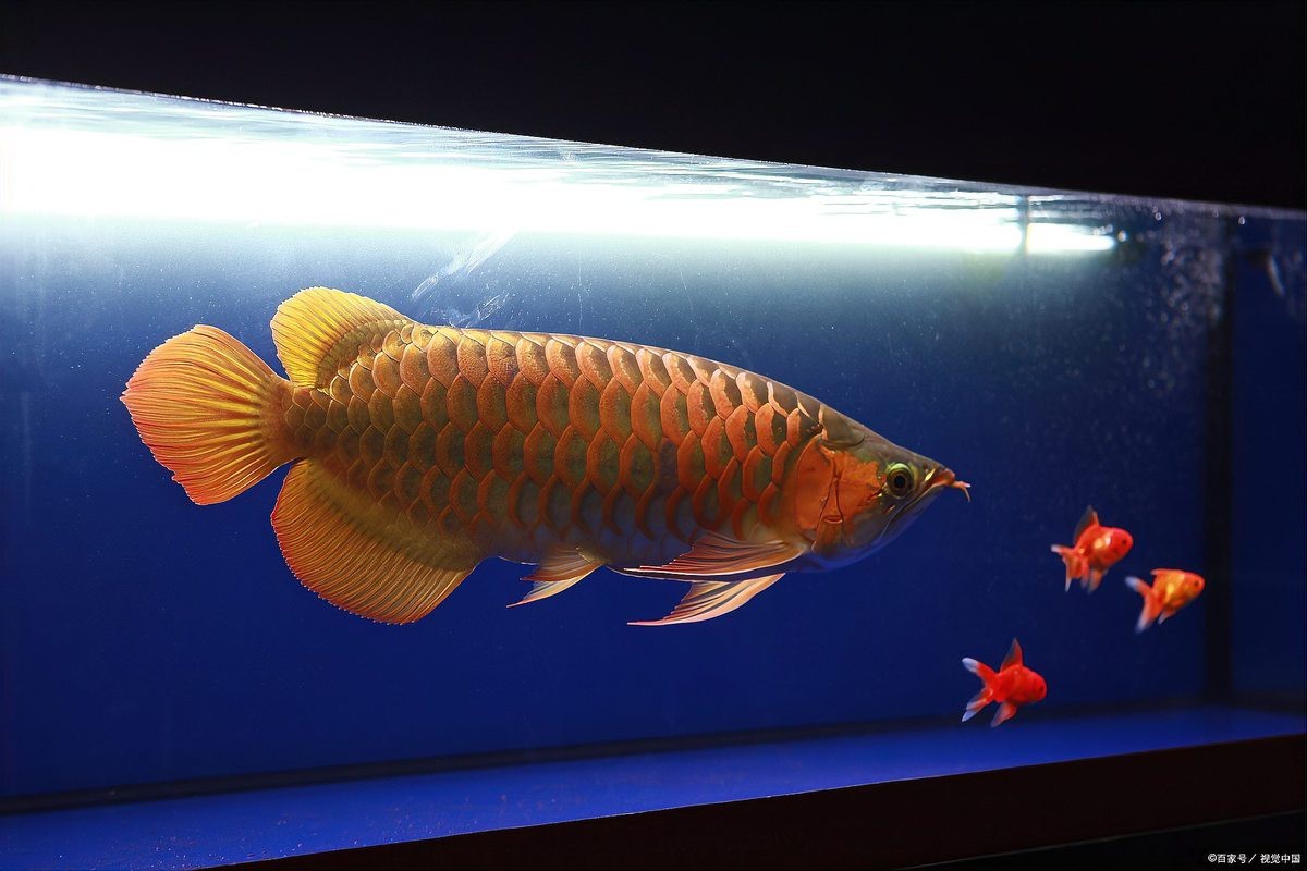 養5條龍魚有什么寓意【5條龍魚在中國傳統文化中蘊含著豐富而獨特的寓意】