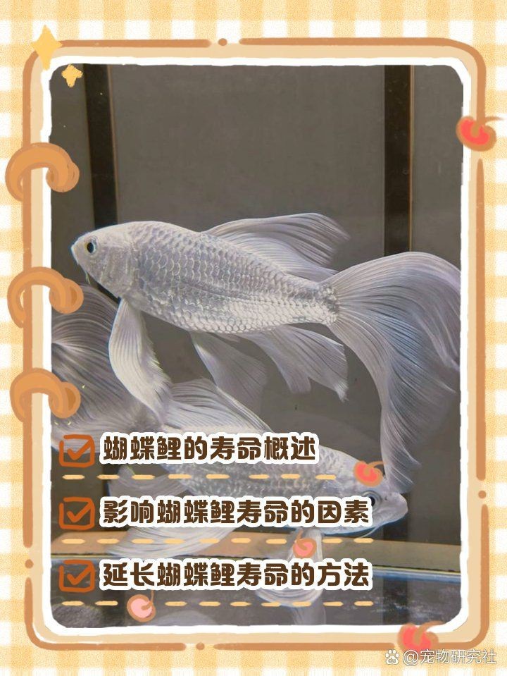 蝴蝶魚能活多久【蝴蝶魚的壽命受多種因素影響】