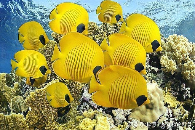 蝴蝶魚能活多久【蝴蝶魚的壽命受多種因素影響】