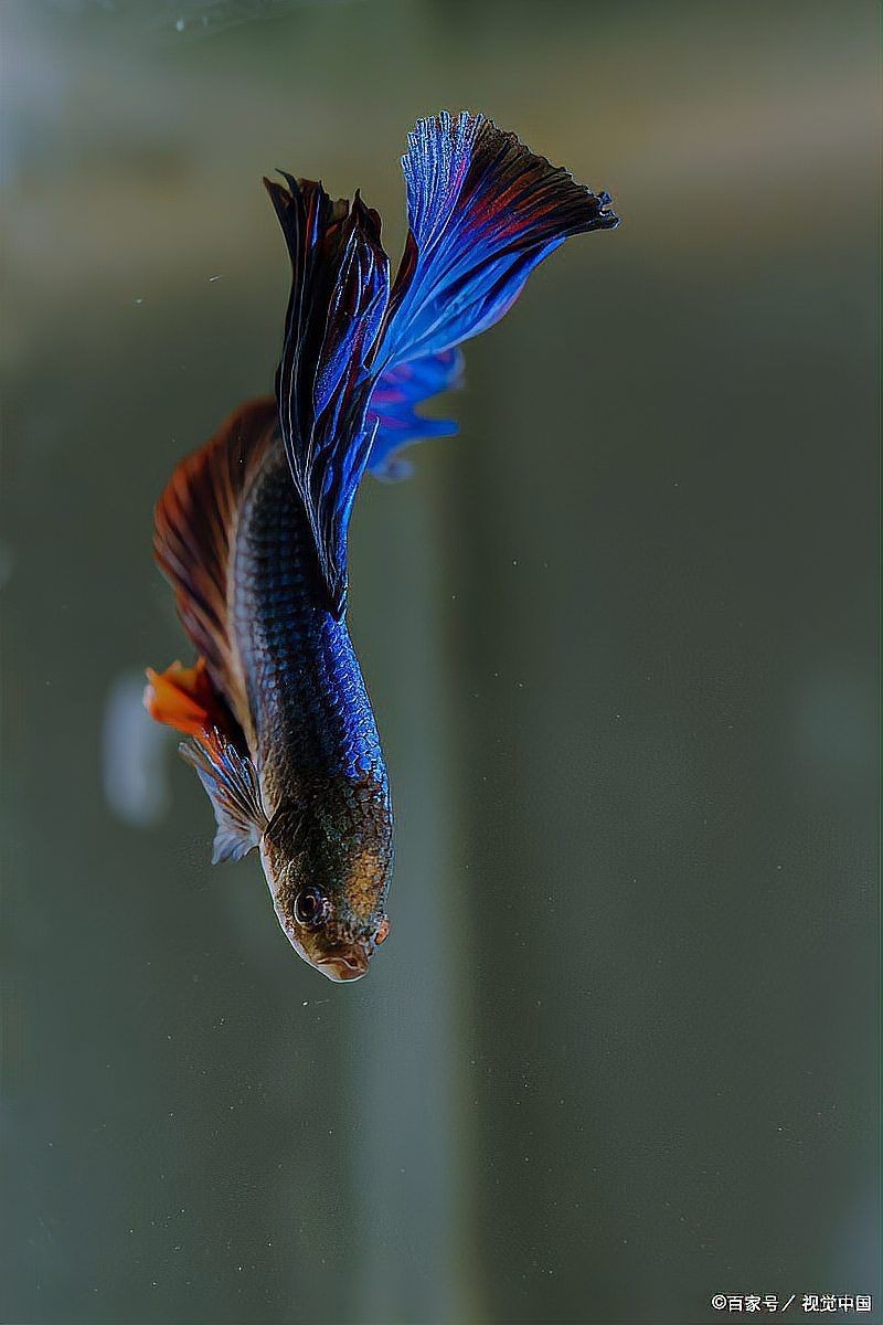 蝴蝶魚能活多久【蝴蝶魚的壽命受多種因素影響】