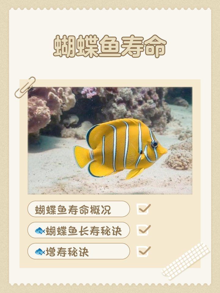 蝴蝶魚能活多久【蝴蝶魚的壽命受多種因素影響】