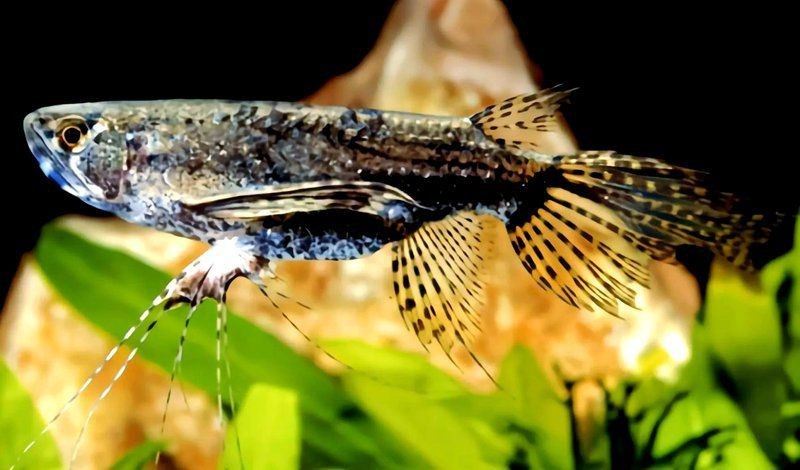 蝴蝶魚能活多久【蝴蝶魚的壽命受多種因素影響】