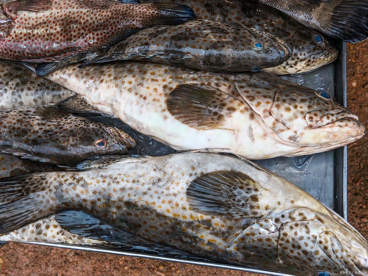 花斑魚和石斑魚區(qū)別【花斑魚與石斑魚的關聯(lián)性與差異性，花斑魚與石斑魚的區(qū)別】
