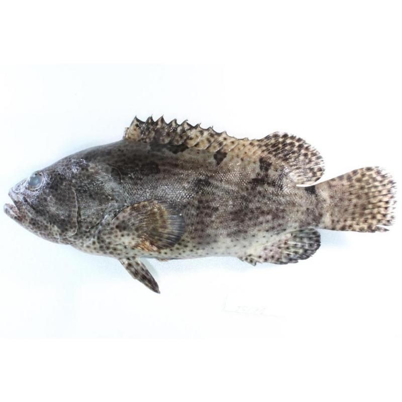 花斑魚和石斑魚區(qū)別【花斑魚與石斑魚的關聯(lián)性與差異性，花斑魚與石斑魚的區(qū)別】