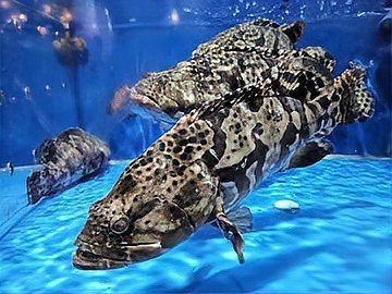 花斑魚和石斑魚區(qū)別【花斑魚與石斑魚的關聯(lián)性與差異性，花斑魚與石斑魚的區(qū)別】