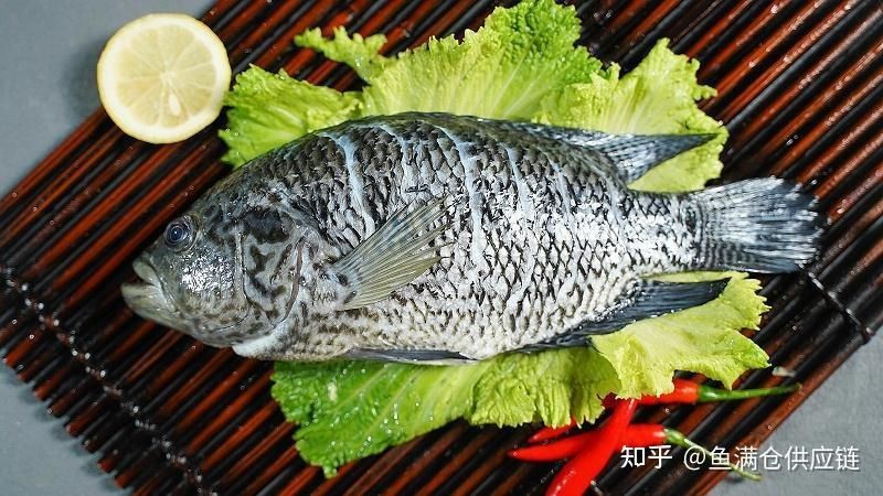 花斑魚和石斑魚區(qū)別【花斑魚與石斑魚的關聯(lián)性與差異性，花斑魚與石斑魚的區(qū)別】