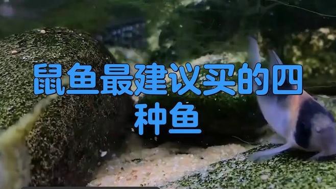 什么鼠魚性價比最高【\