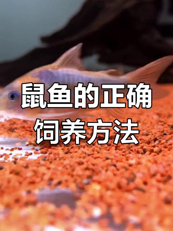 什么鼠魚性價比最高【\