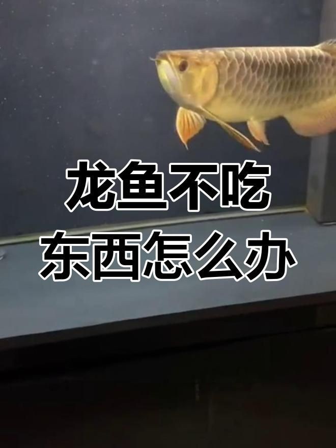 龍魚(yú)不吃食的幾種原因【龍魚(yú)不吃食怎么辦】 龍魚(yú)百科 第4張 龍魚(yú)不吃食的幾種原因【龍魚(yú)不吃食怎么辦】 龍魚(yú)不吃食的幾種原因【龍魚(yú)不吃食怎么辦】 龍魚(yú)百科 第4張