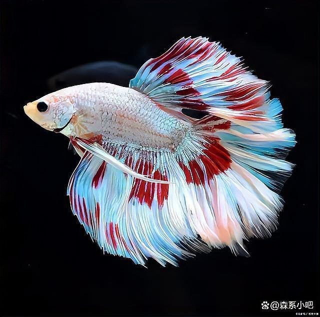 招財貓魚和羅漢魚混養(yǎng)可以嗎？【招財貓魚可以和什么魚混養(yǎng)】