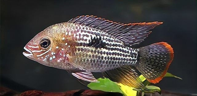 招財貓魚和羅漢魚混養(yǎng)可以嗎？【招財貓魚可以和什么魚混養(yǎng)】