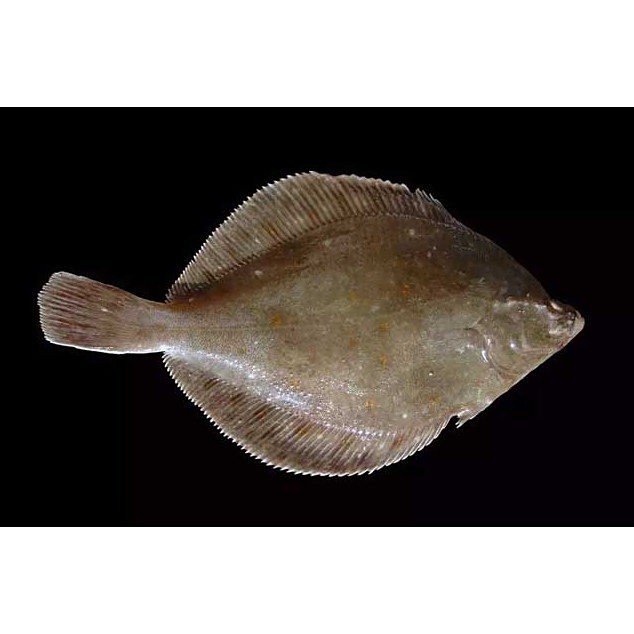 鰈魚是海魚還是淡水魚呢【深海鰈魚大揭秘】