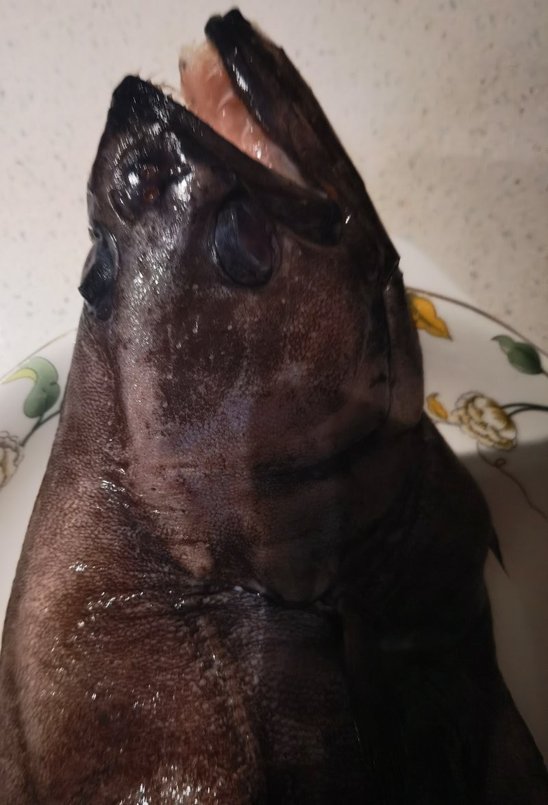 鰈魚是海魚還是淡水魚呢【深海鰈魚大揭秘】