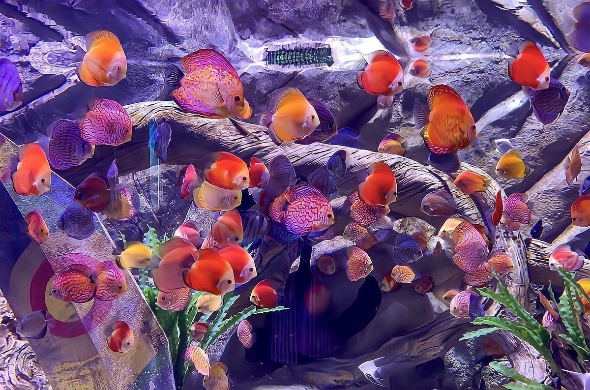 有沒有小龍魚社交行為的具體圖片？【揭秘小龍魚社交行為的相關圖文信息揭秘水族箱里的秘密友誼】