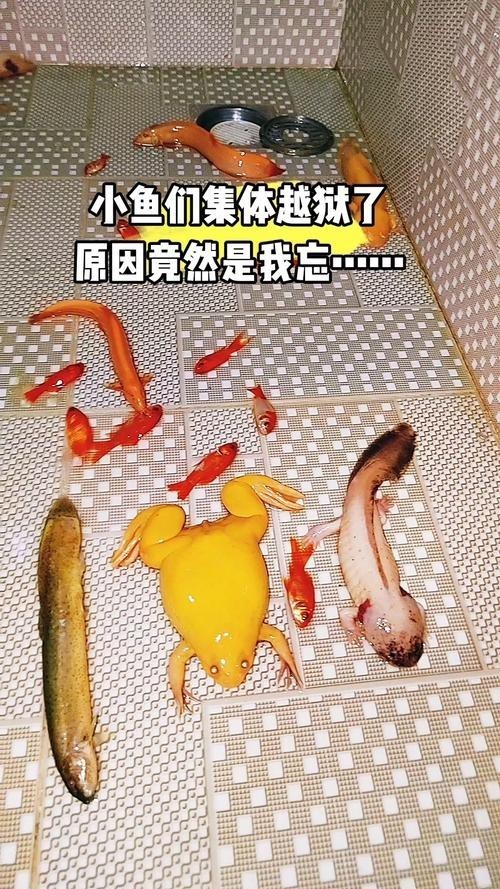 有沒有小龍魚社交行為的具體圖片？【揭秘小龍魚社交行為的相關圖文信息揭秘水族箱里的秘密友誼】