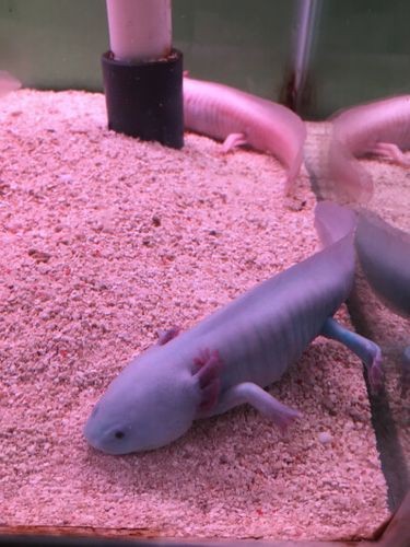 有沒有小龍魚社交行為的具體圖片？【揭秘小龍魚社交行為的相關圖文信息揭秘水族箱里的秘密友誼】