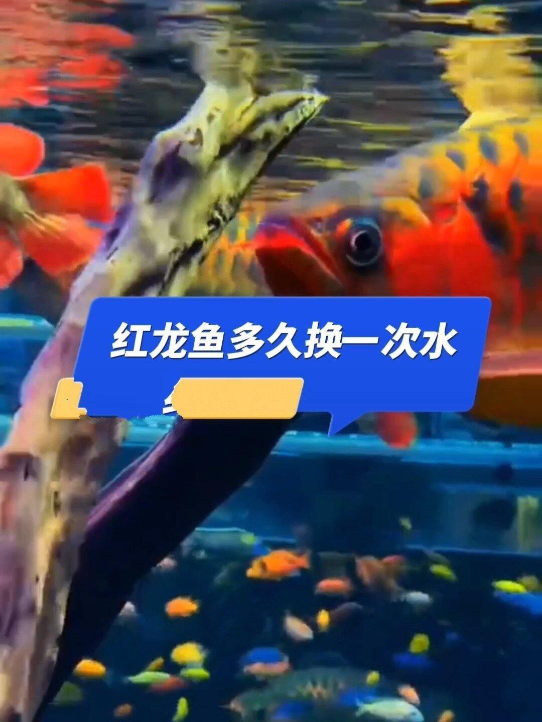 紅龍魚缸多久換一次水？【養(yǎng)紅龍魚多久換一次水？】