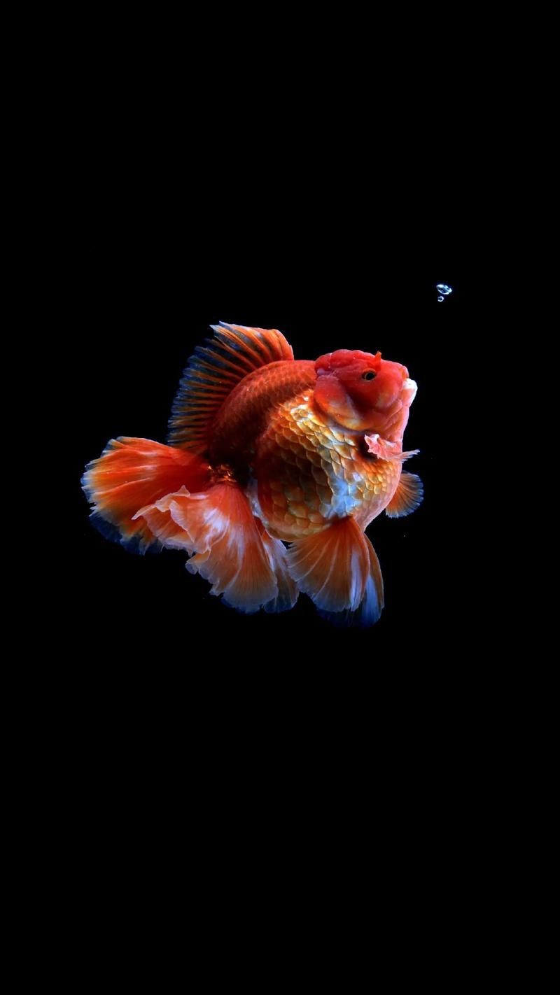 十大名貴金魚圖片【《十大名貴金魚圖片賞析》**】