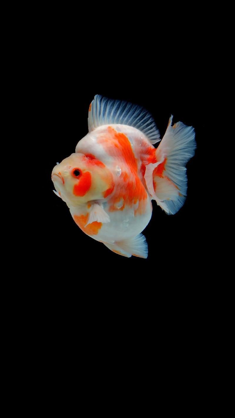 十大名貴金魚圖片【《十大名貴金魚圖片賞析》**】