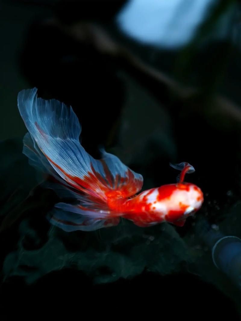 十大名貴金魚圖片【《十大名貴金魚圖片賞析》**】