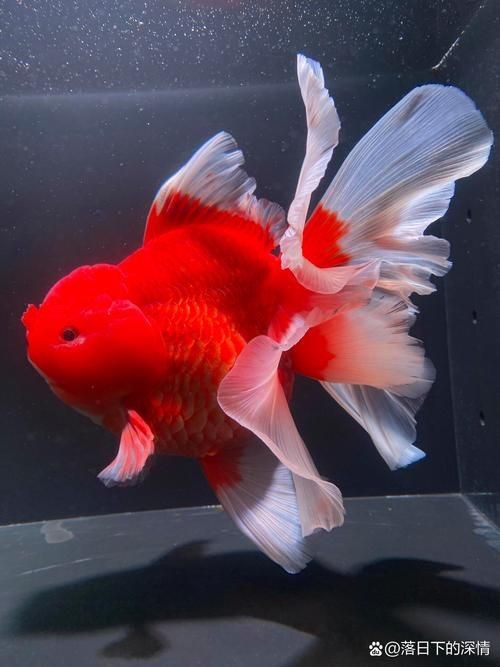 十大名貴金魚圖片【《十大名貴金魚圖片賞析》**】