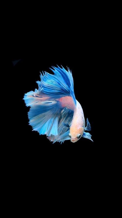 十大名貴金魚圖片【《十大名貴金魚圖片賞析》**】