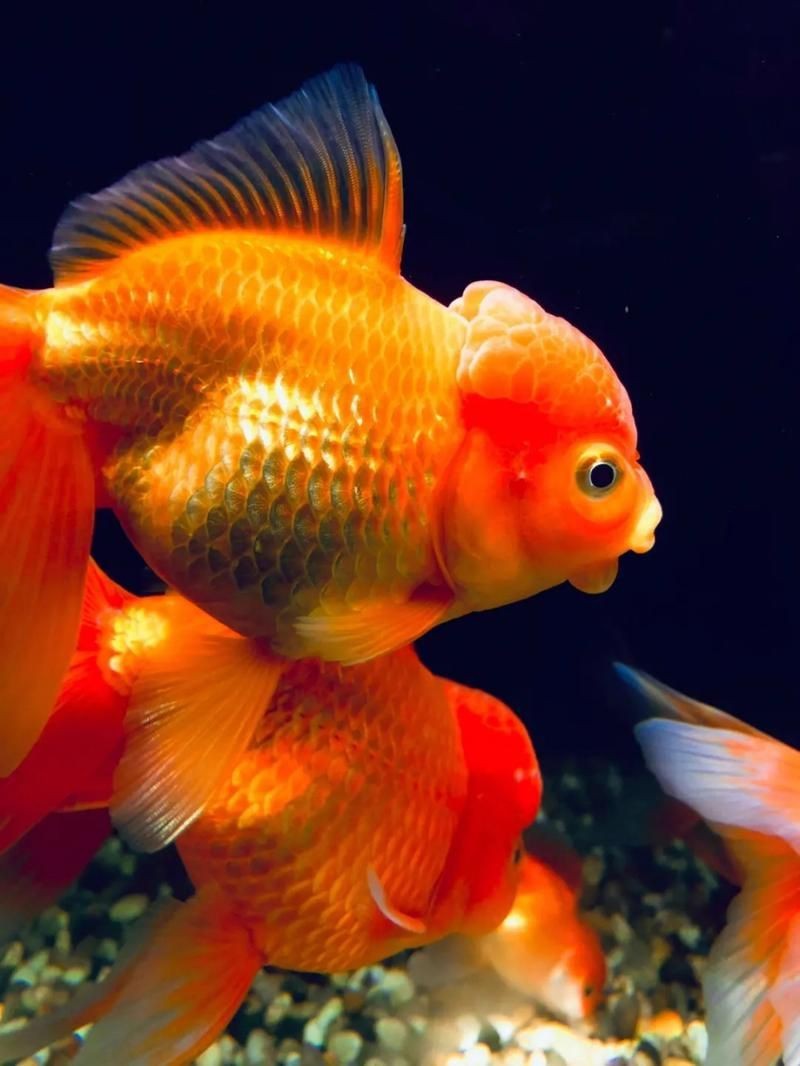 十大名貴金魚圖片【《十大名貴金魚圖片賞析》**】