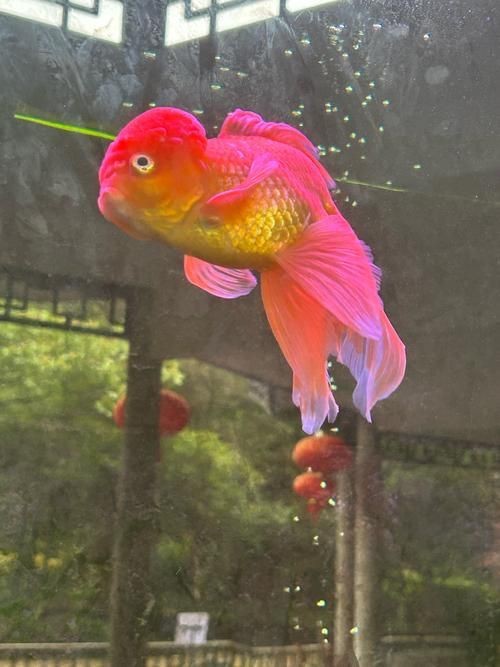 十大名貴金魚圖片【《十大名貴金魚圖片賞析》**】