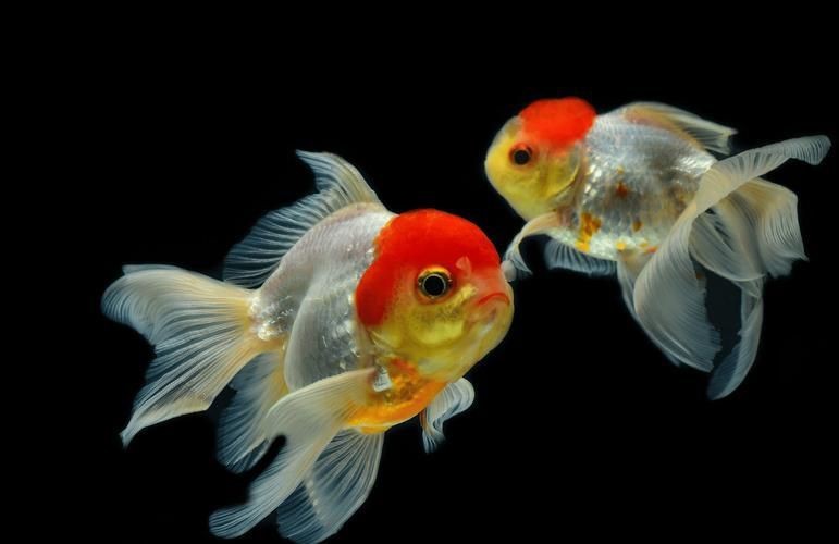 十大名貴金魚圖片【《十大名貴金魚圖片賞析》**】
