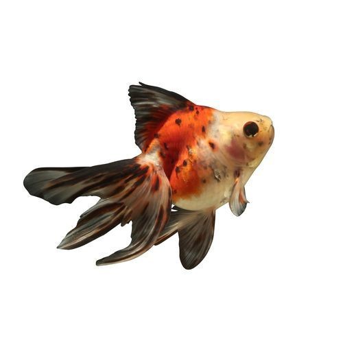 十大名貴金魚圖片【《十大名貴金魚圖片賞析》**】