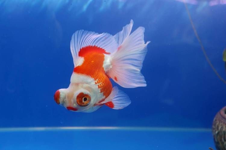 十大名貴金魚圖片【《十大名貴金魚圖片賞析》**】